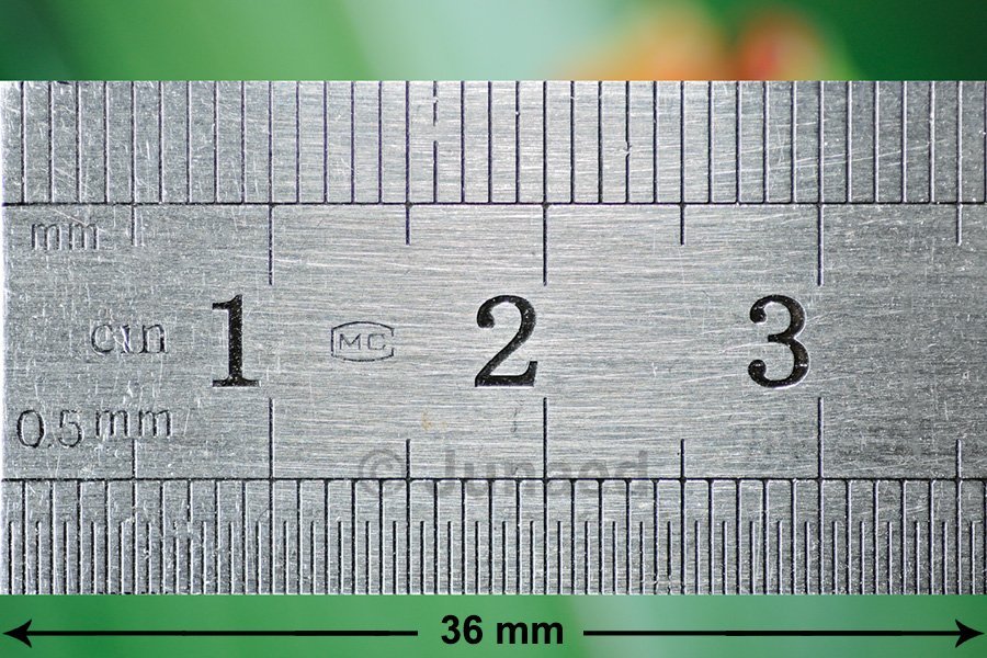36mm-long