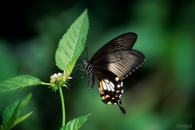 Butterfly-Photography-Flash-648x432