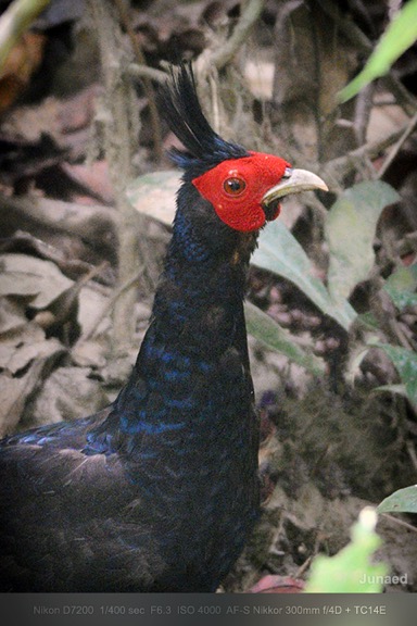 Kalij pheasant - Male